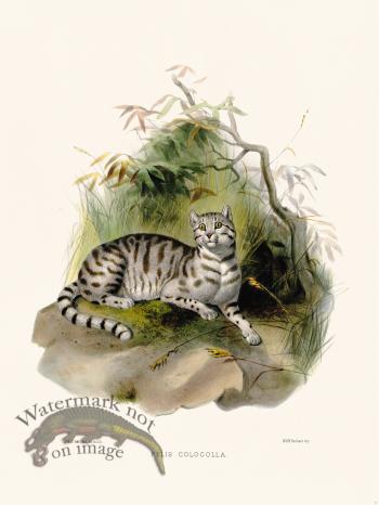 Elliot Cat 12 Molinas Guinea Cat